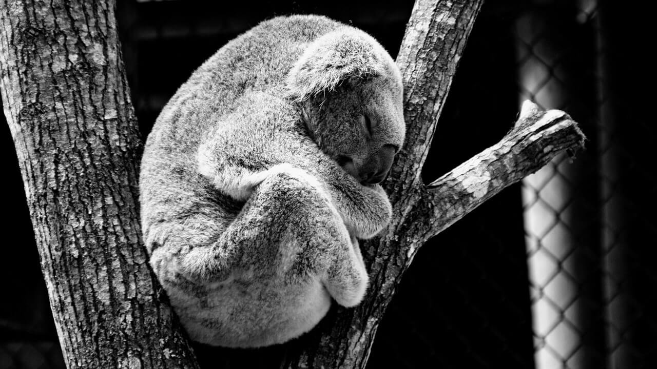 sleep koala